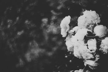 White Flowers, White Heat - бесплатный image #299227